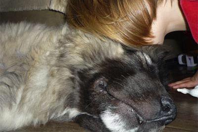 Relation enfant/chien Yvelines