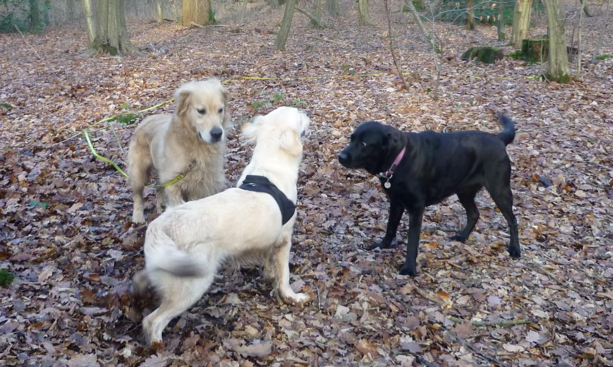 Agility et promenades Saint Germain en Laye
