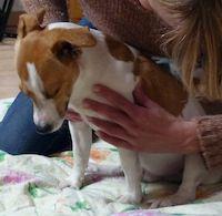 Eliminer des tensions chez le chien Yvelines