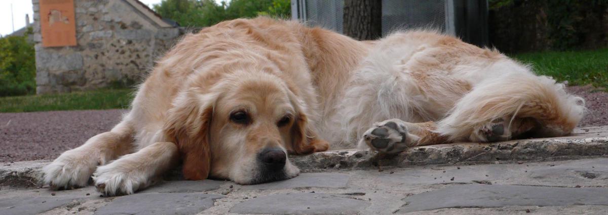 Accompagner son chien qui vieillit