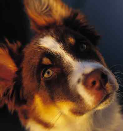 Regard de chien Comprendre son chien