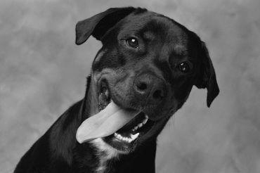 Regard de chien Respecter son chien