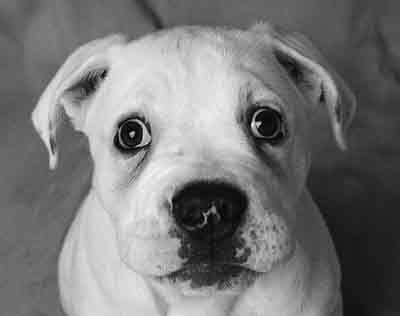 Regard de chien Etre à l'écoute son chien