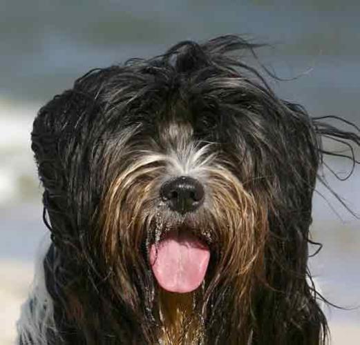 Regard de chien Observer son chien
